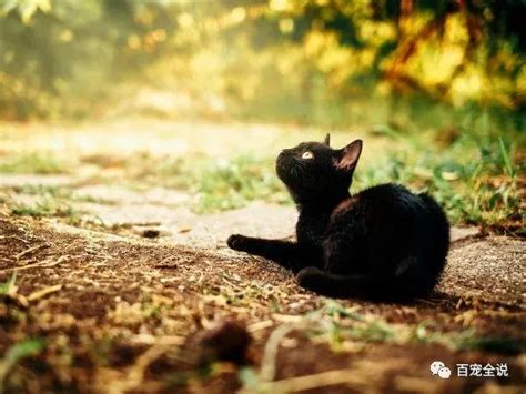 橫樑壓頂假天花 養黑貓的好處